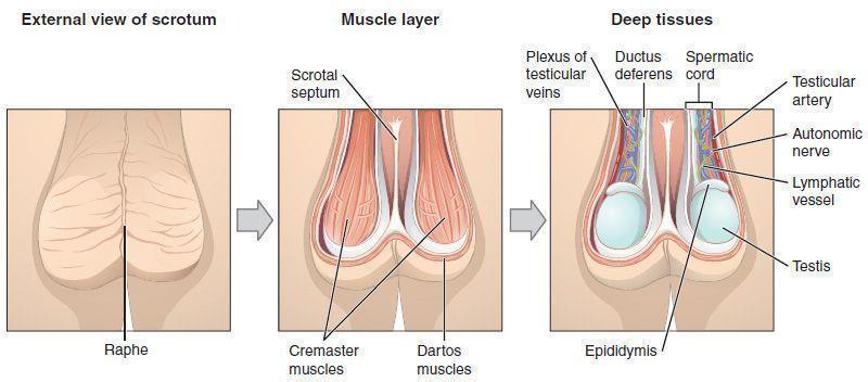 - In the scrotum there are two muscles: dartos muscle & cremasteric muscle.