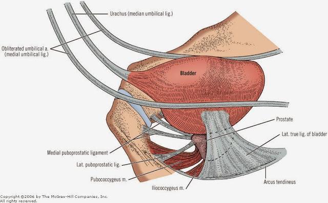 All these ligaments are shown in the following figure: The median and the medial ligament elevate the