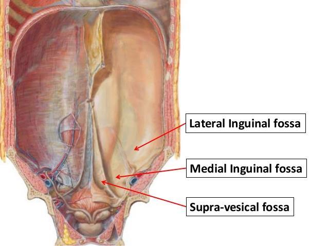 Interior of the Urinary Bladder: -The interior surface of the urinary bladder is rough except for a