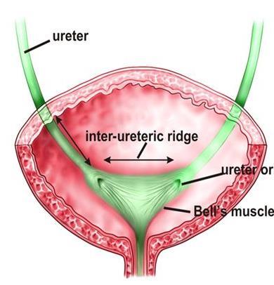 ureters (superiorly) and the internal urethral meatus (inferiorly).
