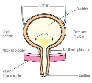 Female Urethra: The length is 4 cm. It begins at the internal urethral meatus at the neck of the bladder.