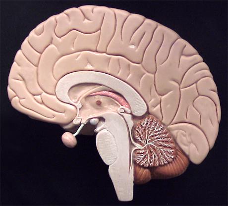 A corpus callosum 4 1 2 4 3 6 * 6a 5 5 5 7 ** * B 8 8 Brain Model (This is our class room model, we will go over all the structures you need to know that are on this view (mid sagittal) The surface