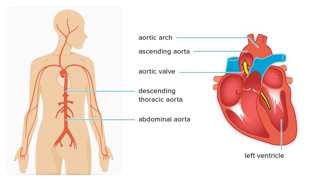 Structures of the Heart Aorta Largest artery in the body Sends oxygenated blood