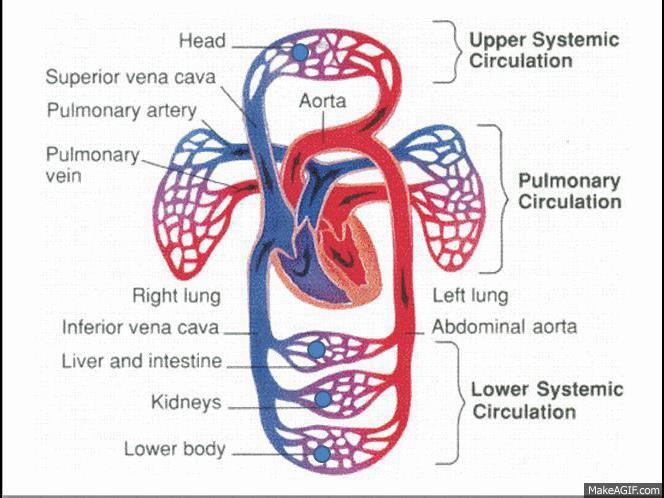 The Heart Two pathways of circulation Pulmonary Circulation eliminates carbon dioxide and oxygenates