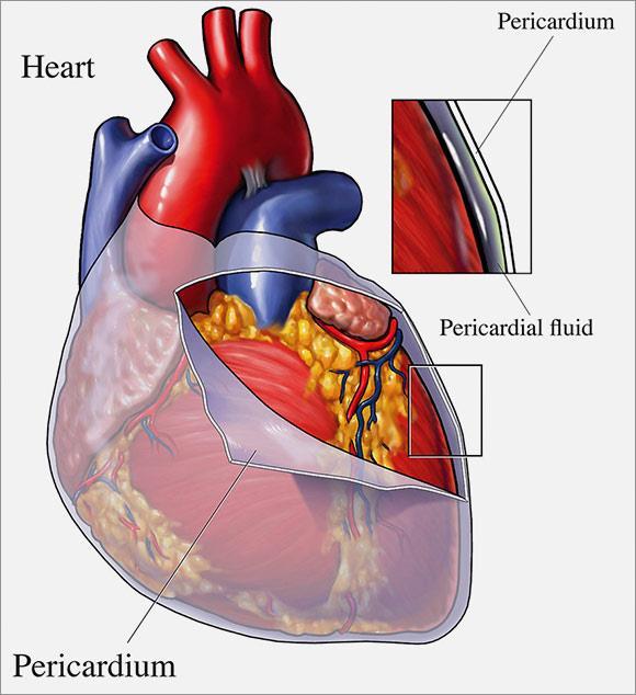 Structures of the Heart Pericardium Tough