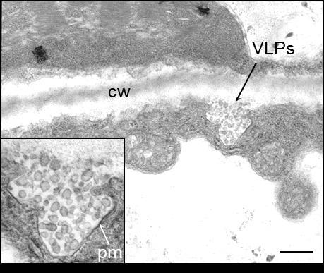 Influenza VLP Production in Plants Influenza hemagglutinin proteins accumulate at the plasma membrane, forcing curvature of