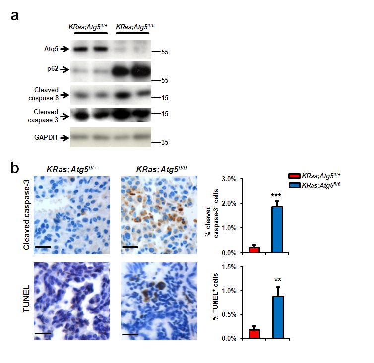 Supplementary Figure 5. Enhanced cell death of Atg5 mutant lung tumor cells.