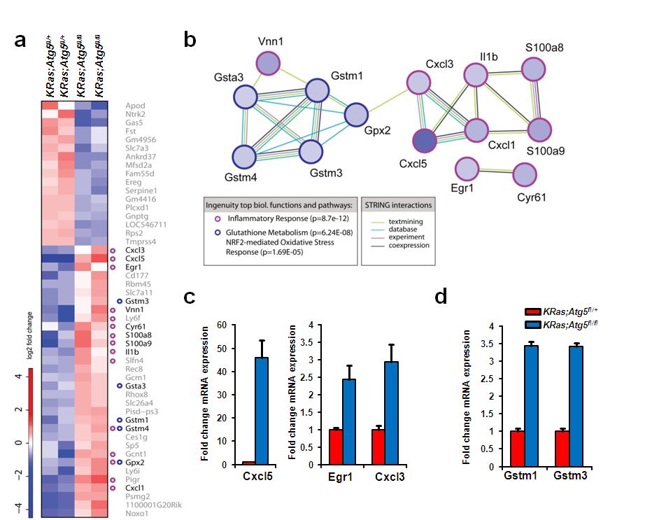 Supplementary Figure 6. Gene expression profiling and network mapping.