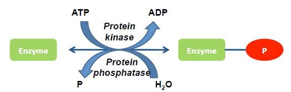 Changes in shape Promote or inhibit interaction of substrates and allosteric regulators Alter