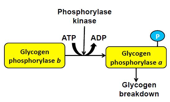 Phosphorylated by protein kinases Dephosphorylated by protein phosphatases Phosphorylation