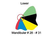 On the mandibular teeth (lower) place the red dot on