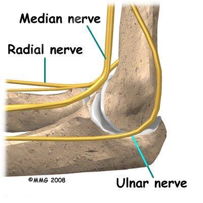 Relation: Anterior Posterior Lateral Medial Brachialis Tendon of biceps Median nerve Brachial artery Triceps