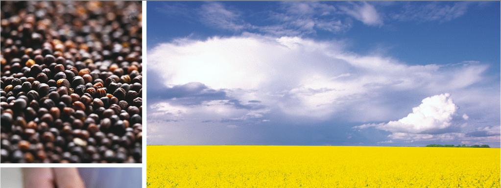 Nutrient digestibility in canola meal