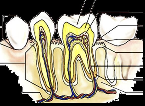 Teeth and their structure In general only the crown of the tooth is visible above the gingiva.