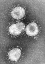 virus are illustrated in Figu