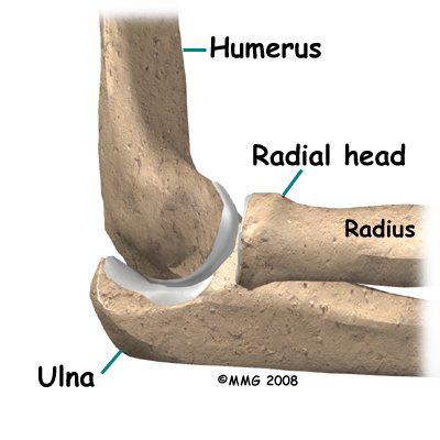At the same time, it has to slide against the end of the humerus as the elbow bends and straightens.
