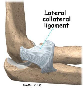 In the elbow, two of the most important ligaments are the medial collateral ligament and the lateral collateral ligament.