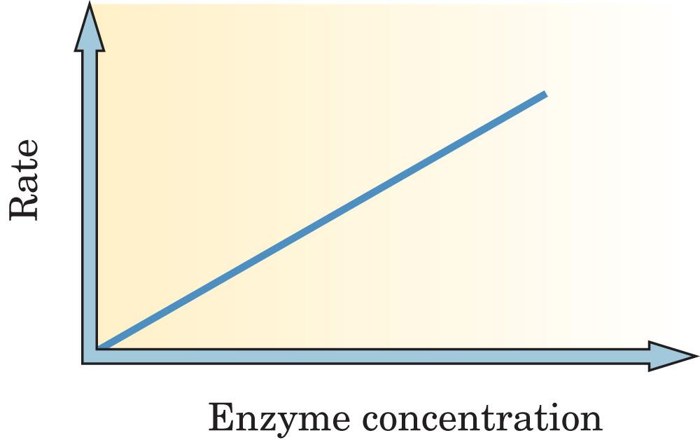 Enzyme Activity Figure 23-3 The effect of enzyme concentration on the rate of an