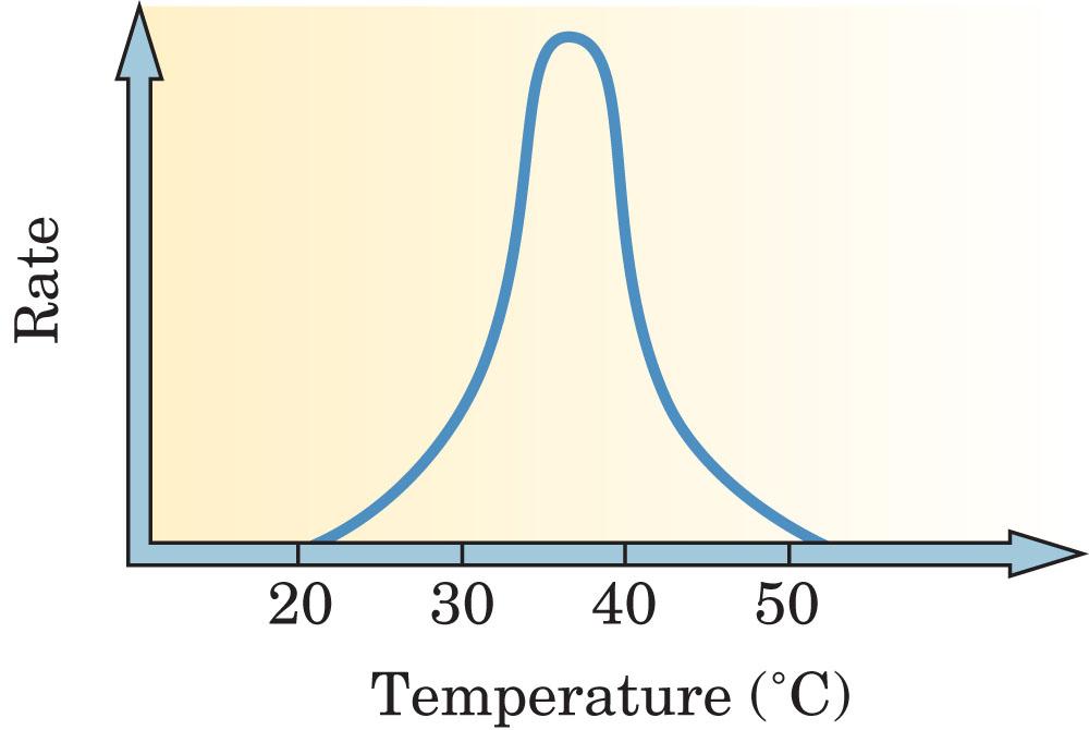 Enzyme Activity Figure 23-5 The effect of temperature on the rate of an