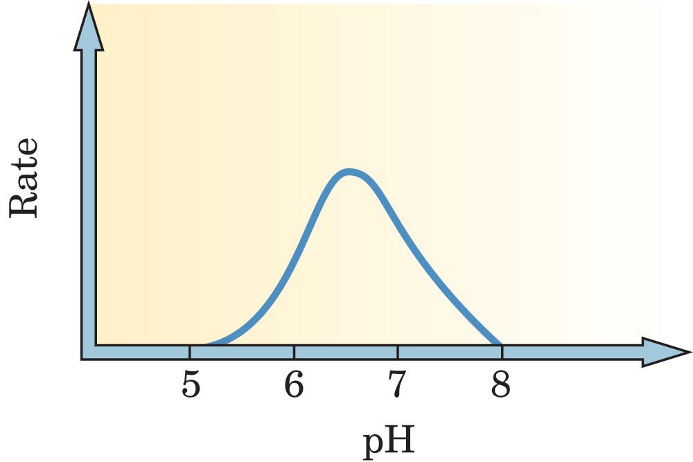 Enzyme Activity Figure 23-6 The effect of ph on the rate of an enzymecatalyzed