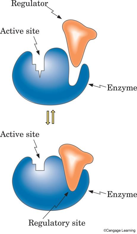 Enzyme Regulation Figure 23.14 The allosteric effect.