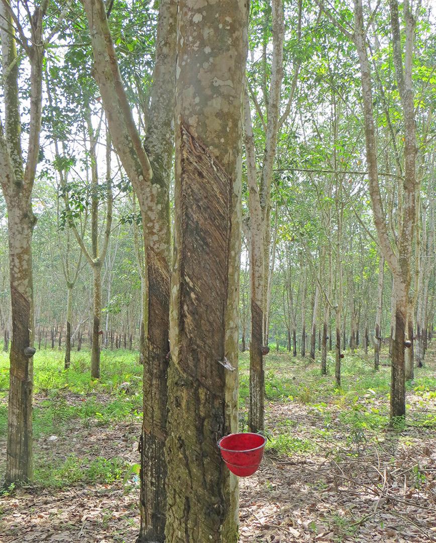 Left: A picture of rubber trees near the gate of the meat goat research center in Sei Putih, Indonesia. Note the cup used to collect latex from the tree.
