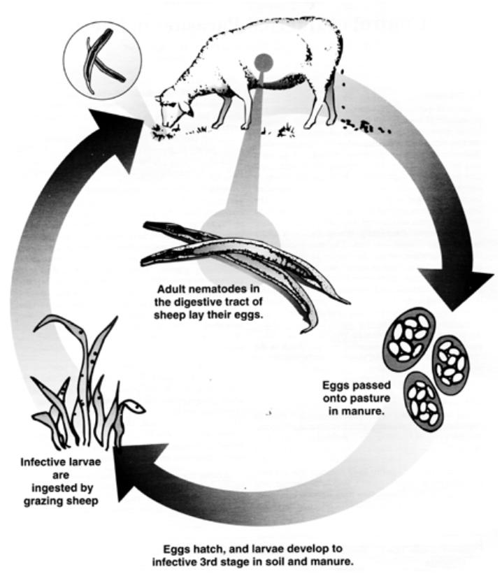 Parasite Life Cycle Goats and sheep are infested by the same species of worms. Cattle are mainly infested by other species.