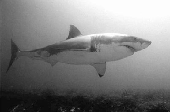The great white shark The great white shark has some highly developed senses. It can pick up tiny changes in its environment such as a temperature drop of less than 1.
