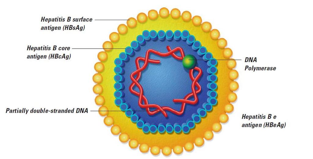 assembles into nucleocapsid particles. These bind to and incorporate RNA and ultimately the viral DNA. DNA polymerase is also packaged within the nucleocapsid core.