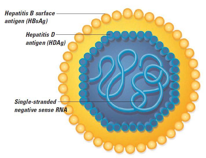 It is a defective RNA virus that co-infects with HBV. HDV requires HBV to aide in its replication and expression. It is only slightly smaller than HBV with a virion particle size of between 35-37 nm.