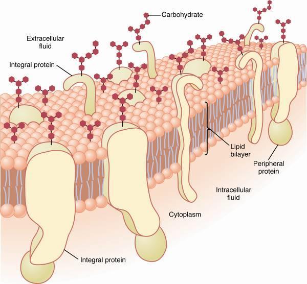 Cell Membrane: Bilayer of