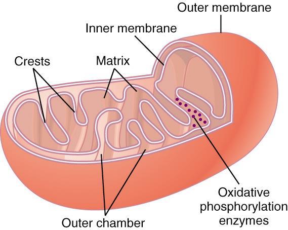 Mitochondria: Primary function: Extraction of energy