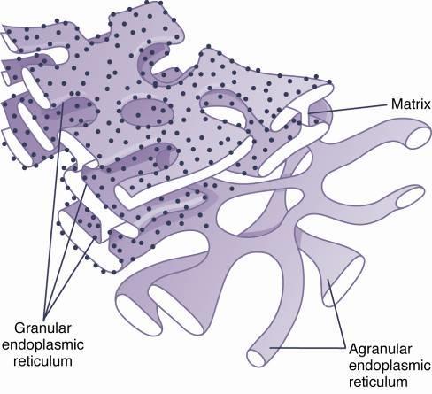 The Endoplasmic Reticulum: Network of tubular and flat vesicular structures Membrane is similar to (and