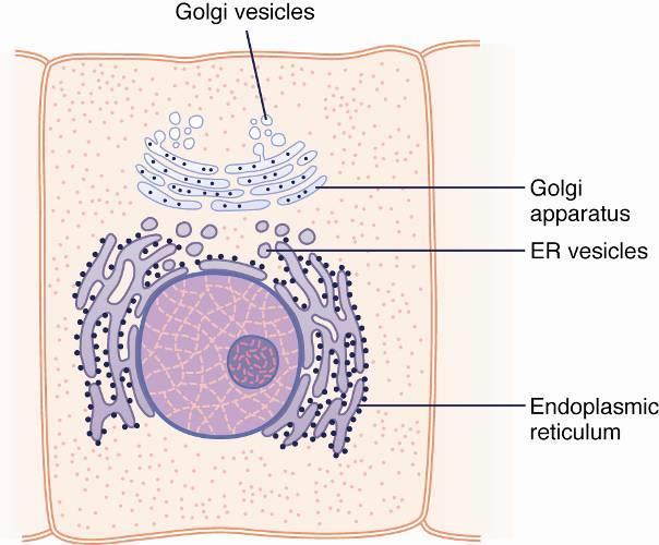 The Golgi Apparatus: Membrane composition similar to that of the smooth ER and plasma