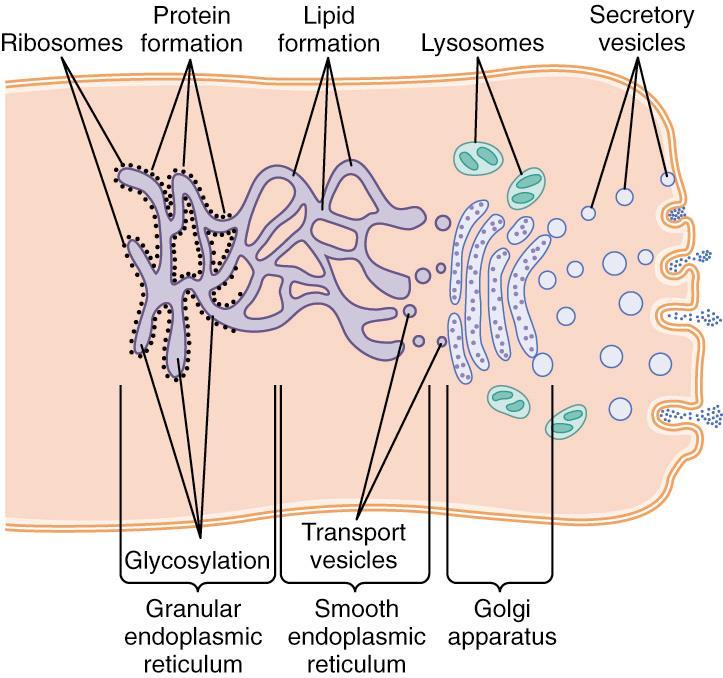 Secretion: Secretory vesicles containing proteins synthesized in the RER bud from the Golgi apparatus Fuse with plasma
