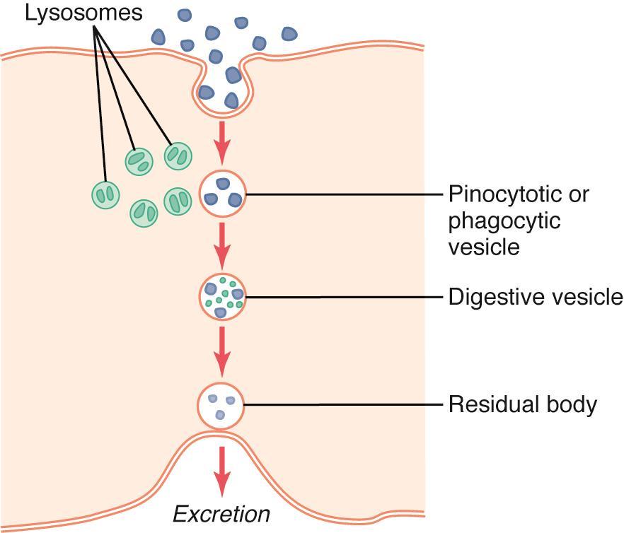Lysosomes: Vesicular organelle formed from budding Golgi Contain hydrolytic enzymes (acid hydrolases) - phosphatases - nucleases - proteases - lipid-degrading enzymes - lysozymes digest bacteria Fuse