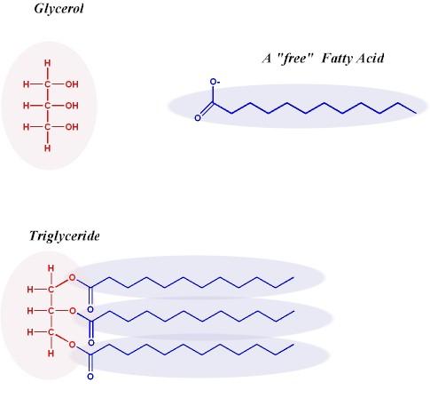 Triglycerides Formed from the union of glycerol and three fatty acids.