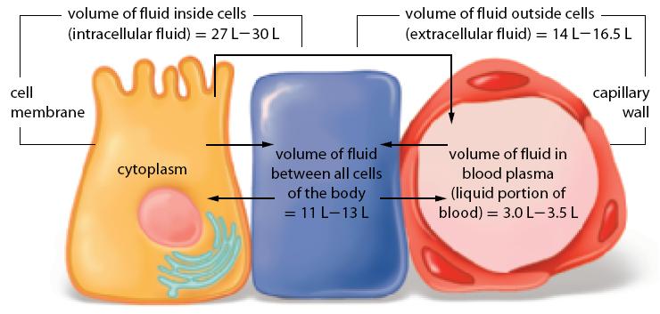 The Molecules of Living Systems There are three main fluid components in your body Cytoplasm in your cells Fluid between your cells Fluid in your blood The also contain many different kinds of
