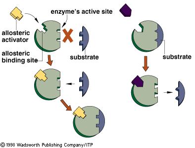 Enzymes biological catalysts (structures that speed up reactions) made of proteins and have a specific shape they are not changed or used up in reactions
