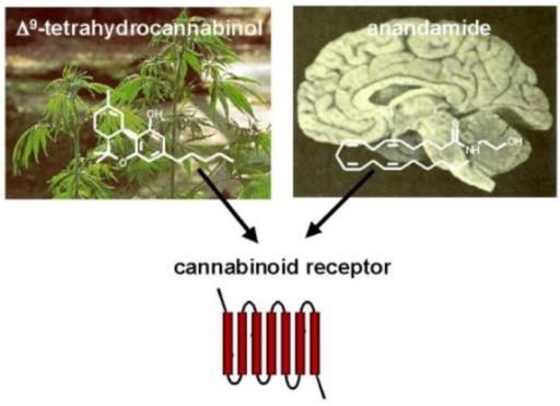 Cannabinoid Receptors 1964 Gaoni and Mechoulam identify structure of THC 1990 s CB 1 and C are identified and