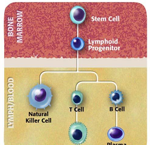 Pathophysiology: Lymphocytes T cells Release cytokines B cells Produce antibodies Natural