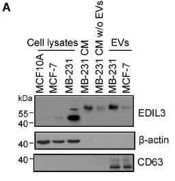 EDIL3 antibody resulted in inhibition of