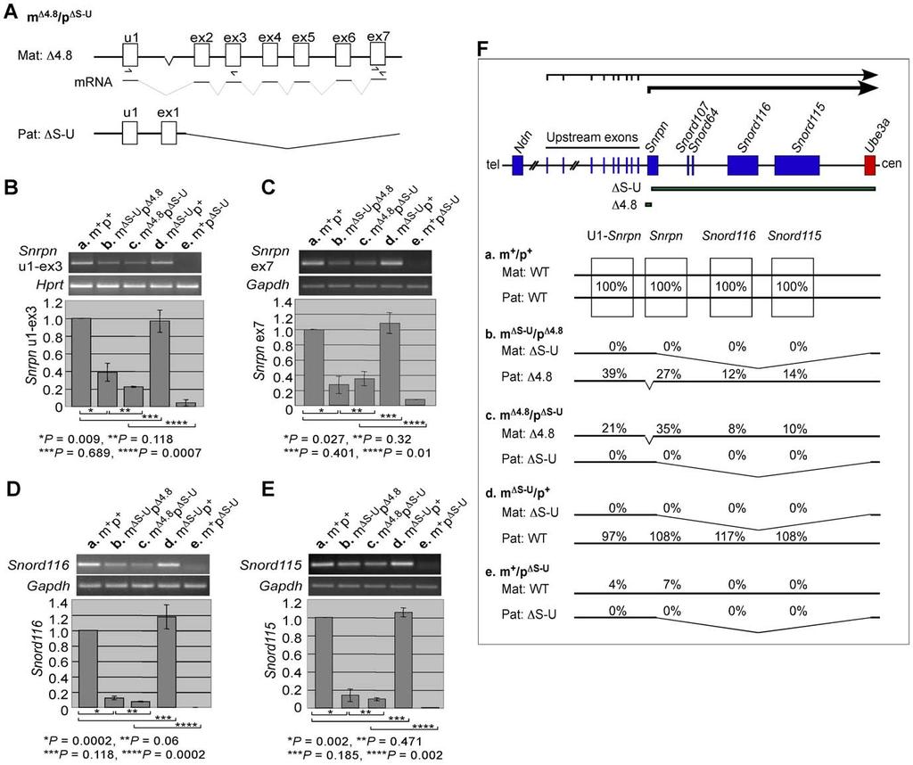 Figure 1. Expression analysis of Snrpn, Snrod116, and Snord115 in mice carrying the D4.8 mutation and/or the DS-U mutation. (A) Genomic structure of the maternal D4.