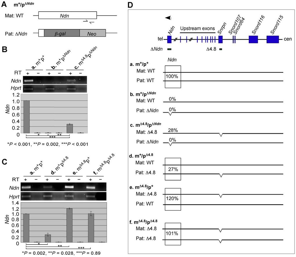 maternal D4.8 chromosome in the m D4.8 p DNdn mice (Figure 2B and 2D, c, 28%). These results suggested that maternal inheritance of the D4.