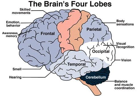 Parietal lobe (sensory cortex): associated primarily with sensations. Temporal lobe (auditory cortex): primarily associated with hearing. Occipital Lobe (visual cortex ): primarily vision.