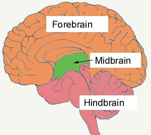 1. Hindbrain - Consists of structures in the top of the spinal cord; the life support system; controls the basic biological functions that keep us alive; consists