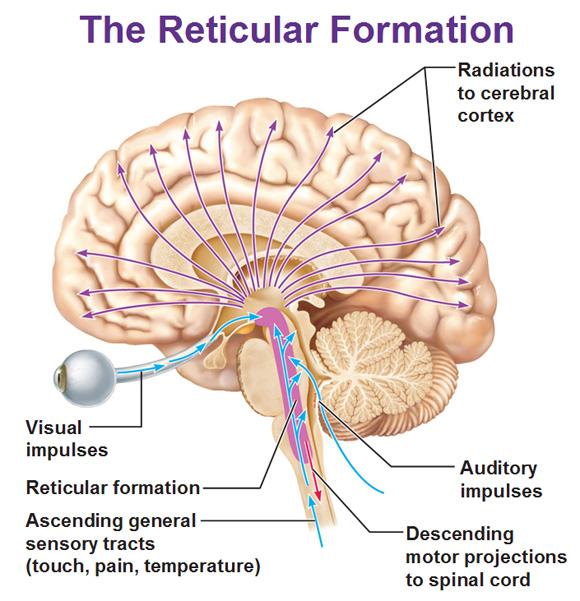 3. Reticular formation - A netlike collection of cells throughout the midbrain that controls general body arousal and the ability to focus our attention; if this does not function, we