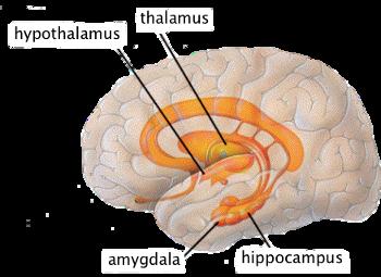 Forebrain - Control what we think of as thought and reason; consists of the thalamus, hypothalamus, amygdala, and hippocampus.