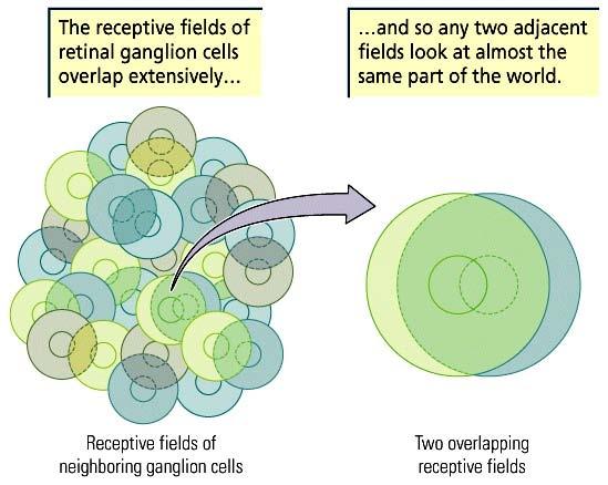 receptive fields that are
