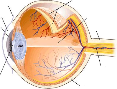 eye Blood vessels Blind spot Retina Sclera (white of eye) Retinal ganglion cells
